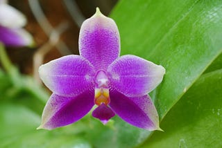 Jenis-jenis Phalaenopsis Spesies (Asli Hutan) Mevvah Terjangkau Buat Penuhin Teras Kamu Yang Cuma…