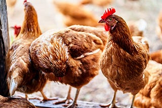 Insects as ingredients in poultry feed have benefits for meat quality and antibiotic resistance