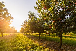 Blockbohlenhäuser am Bauerngarten — Die Gartengestaltung als perfekte Einheit