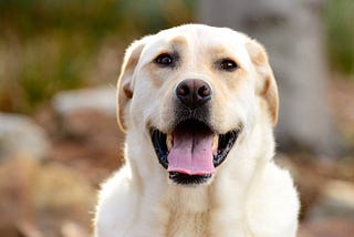 How To Train A Labrador Retriever (Essential Tips!)