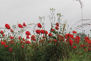 Flowers for Ruya: Will the Murder of a 3 Year Old Refugee Bring Us Back to Our Senses?