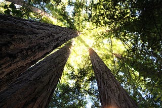 Photograph by Jonathan VanAntwerpen of Redwood Trees in the Santa Cruz Mountains.