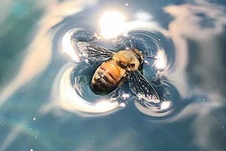 Tired bee drowns in water.
