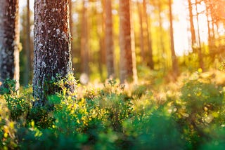 Green Choices for a Green Future: The Role of Data in Sustainability
