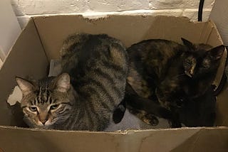 A tabby and a tortoiseshell in a cardboard box, symbolizing a comfortable trapped-ness.