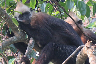 The Cat Ba Island Monkey’s Uncle Business!