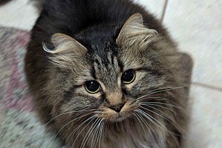 A tabby cat looking up hopefully at the foot of someone taking her picture. This is Goldie Doubloon the Pirate Queen.