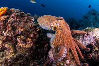 The documentary “My Octopus Teacher” shows that living close to nature helps us to develop…