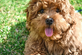 Labradoodle Dog Breed (Labrador & Poodle)