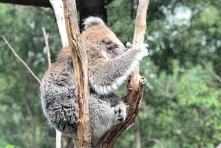 墨爾本三大動物園 來場療癒之旅