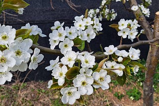 May , from a Series of Poems