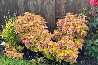 Coleus plants that have taken on the shape of a dragon.