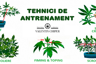 Tehnici de instruire a plantelor de canabis