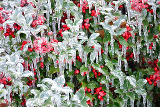 Cinderella’s Toes and Red Iced Berries