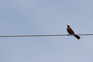 Single robin on a wire