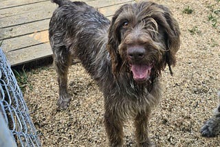 Rescue Overload and Shelterluv