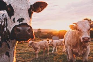 How farming can help fight the rise of the superbug