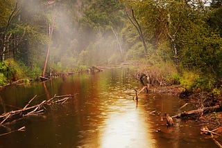 South Western Ghats Montane Rain Forests in India