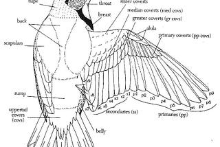 The Dance of Fitness: Unraveling the Calculus Behind Human Flightlessness