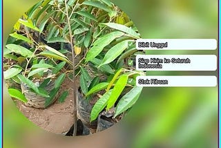 Supplier Bibit Durian Cane Boalemo