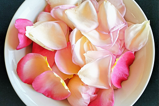 Close-up of white bowl holding rose petals ranging from cream to deep pink.