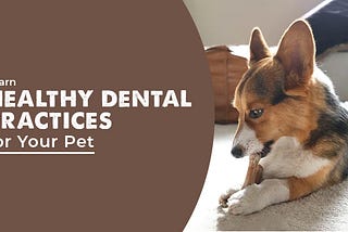 Learn Healthy Dental Practices for Your Pet