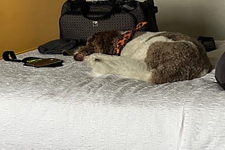 Our dog Koda, a brown and white 61 lb. Aussiedoodle sleeping on one of the beds from the stress of two days in a hotel during Hurricane Milton.