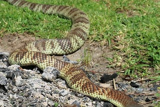 Eastern Tiger Snakes (Notechis scutatus)