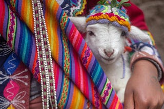 Image of a white baby llama wearing a knit cap held by a woman wearing bright, colorful, striped clothing.