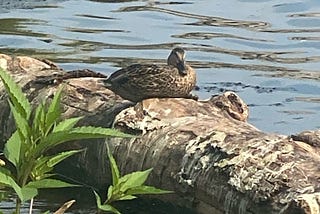 Birdsong Meditation: Tuning into Nature’s Choir on Hiking Adventures