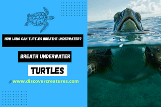 How Long Can Turtles Breathe Underwater?
