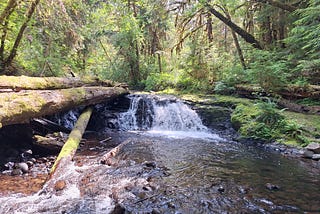 New Live Nature Walk Series With DEP Editors