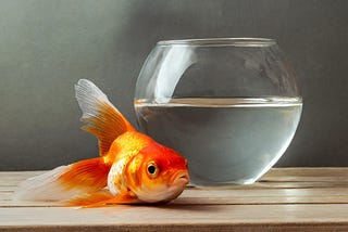 Save the Goldfish, Save the World