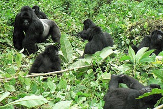 Chimpanzee & Gorilla Trekking Safari