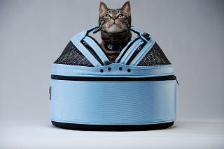 Cat in blue carrier