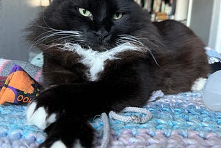 To Ophelia: A Love Letter to My Cat