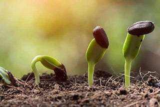 Don’t like the rain? Plant a garden.