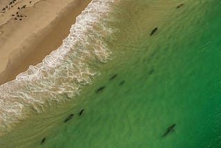 Can Cape Cod Ever Be The Same Again After a Deadly Shark Attack?