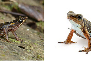 Una historia de dos ranas, siete empresas mineras y mucho, mucho más.