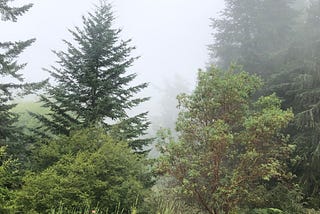 Fog obscures, yet heightens the beauty of the forest near her NW Washington home. A madrone tree, oso berry shrubs, Douglas fir, and hemlock near the author’s home.