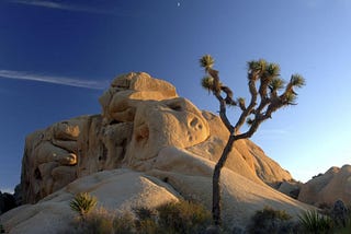 What can we learn from the Joshua Tree?