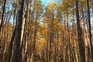 The Best Place to Fill Your Eyes, Heart and Soul with the Colours of Fall!