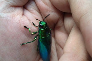 Befriending a beetle, among other things…