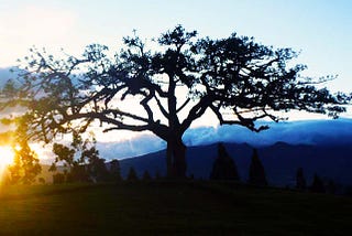 El Lechero, The Sacred Tree