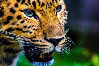 Jaguars on ayahuasca and monkeys on iboga: psychedelic use spans the whole animal kingdom