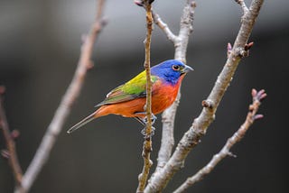 Painted Bunting