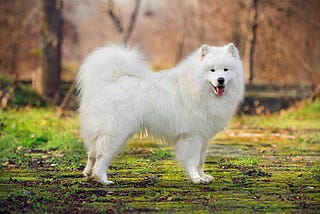 Giống chó Samoyed thiên thần tuyết là có thật