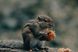 A squirrel having a snack