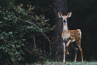 A deer paused in a forest and staring straight at the camera—Photo by Scott Carroll on unsplash.com