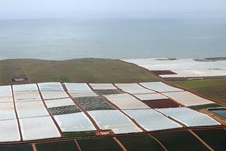 Strawberry Fields Forever? Thirsty Baja California Turns to Seawater to Grow Lucrative Crop